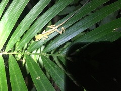 Anolis planiceps