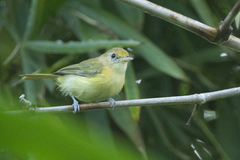 Pachysylvia aurantiifrons