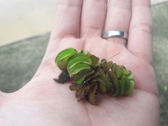 Salvinia auriculata