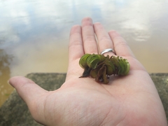 Salvinia auriculata