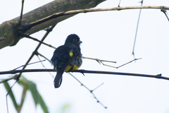 Trogon violaceus