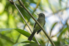 Lathrotriccus euleri