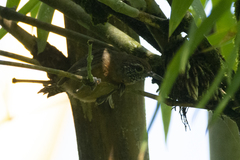 Pheugopedius rutilus