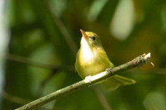 Pachysylvia aurantiifrons