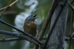 Pheugopedius rutilus