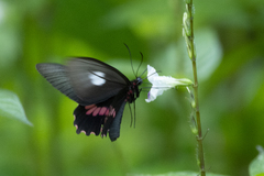 Parides neophilus