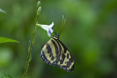 Tithorea harmonia megara