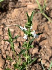 Acrotome thorncroftii