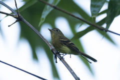 Lathrotriccus euleri