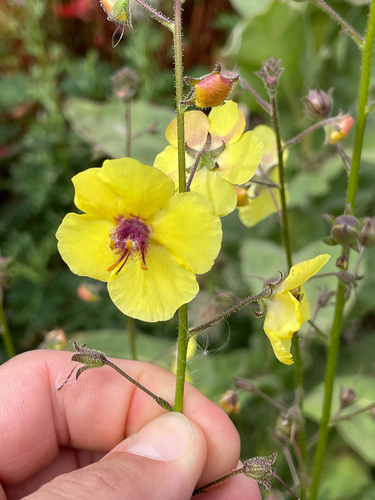 moth mullein