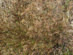 Pentameris airoides airoides