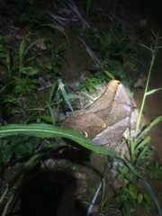 Eryphanis automedon