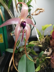 Bulbophyllum echinolabium