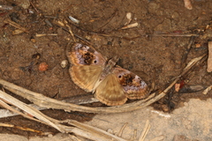 Chiomara basigutta