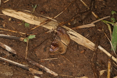 Chiomara basigutta