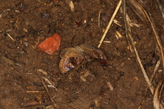 Chiomara basigutta