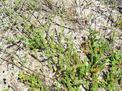 Aspalathus retroflexa bicolor