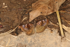 Chiomara basigutta