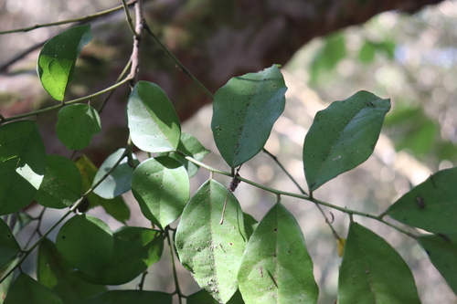 Picramnia antidesma, photograph 2