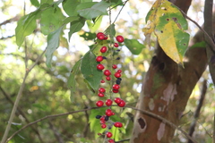 Picramnia antidesma