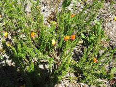 Aspalathus retroflexa bicolor