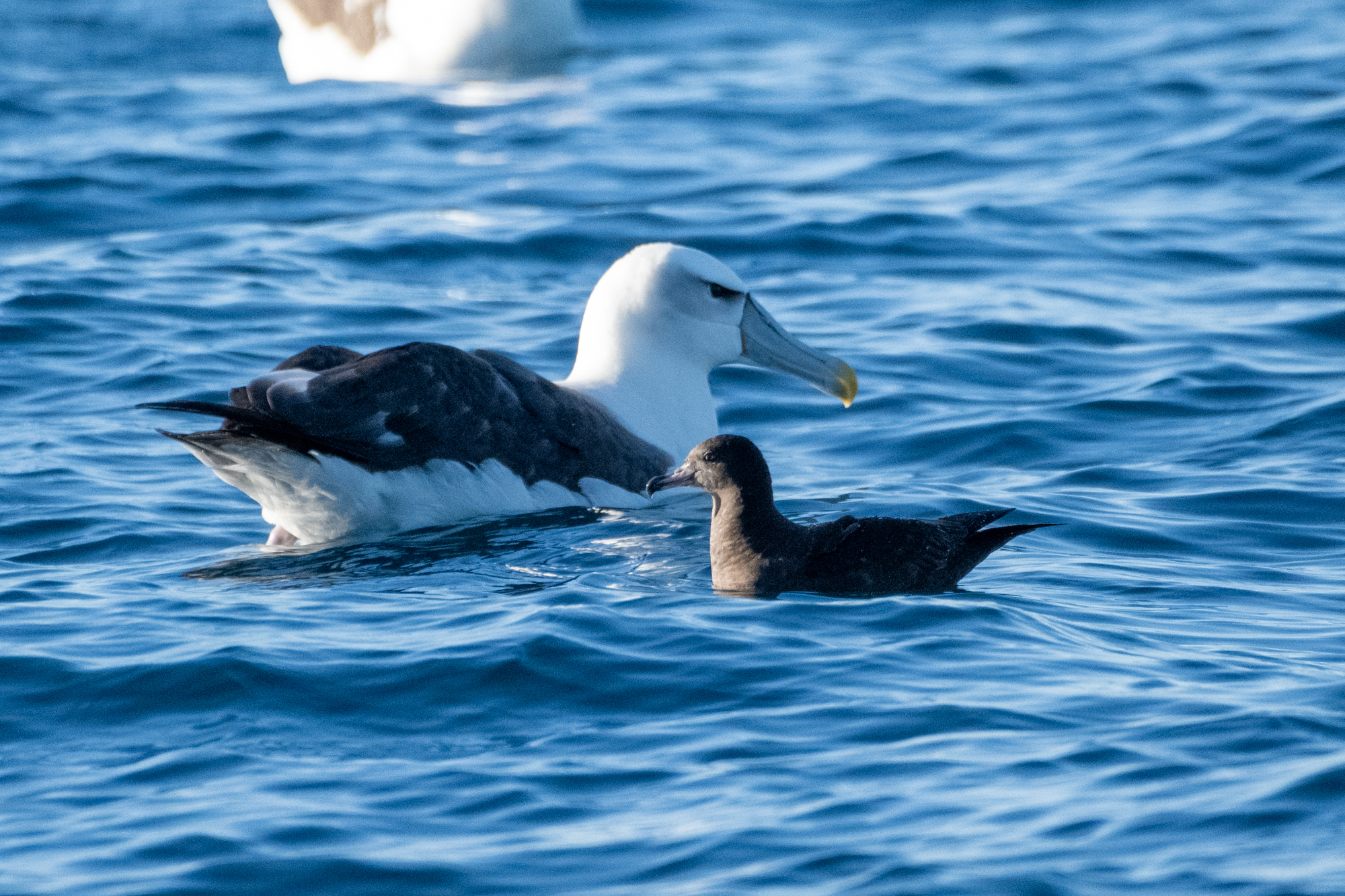 Flesh-footed Shearwater