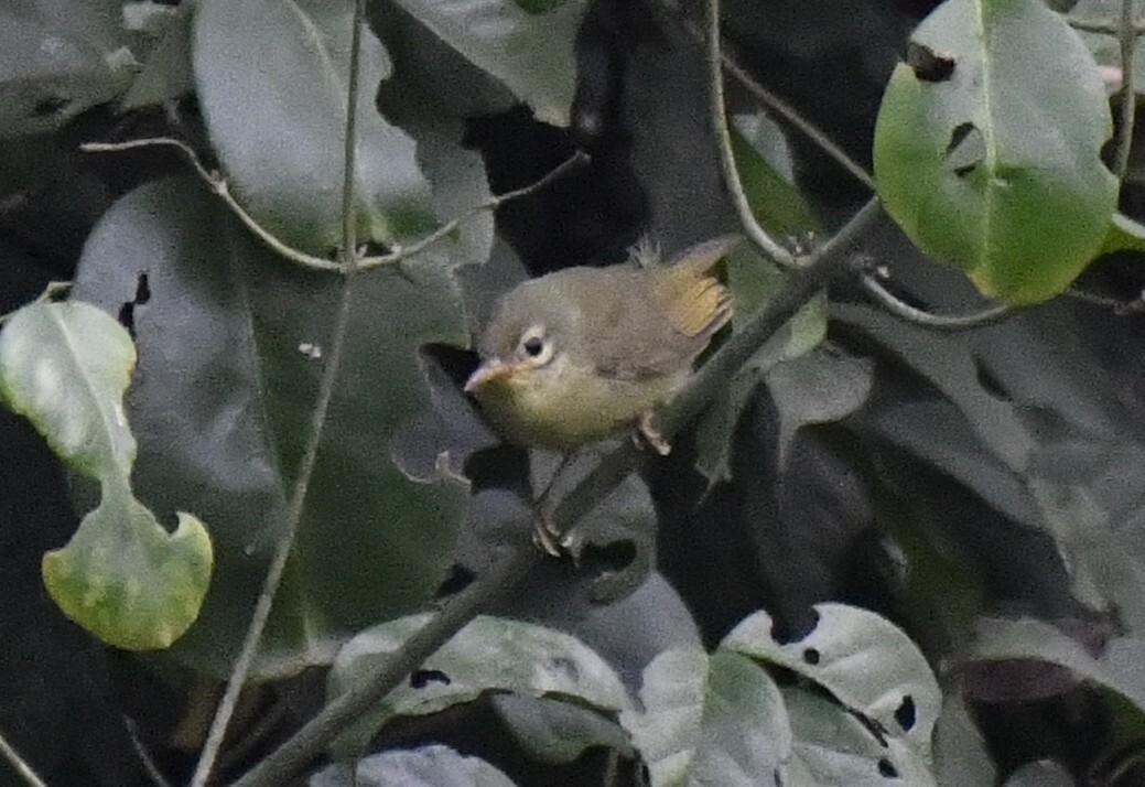 Fraser's Sunbird (Deleornis fraseri), photo 4