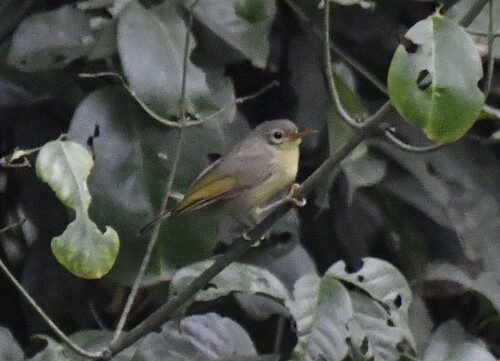 Fraser's Sunbird (Deleornis fraseri), photo 8