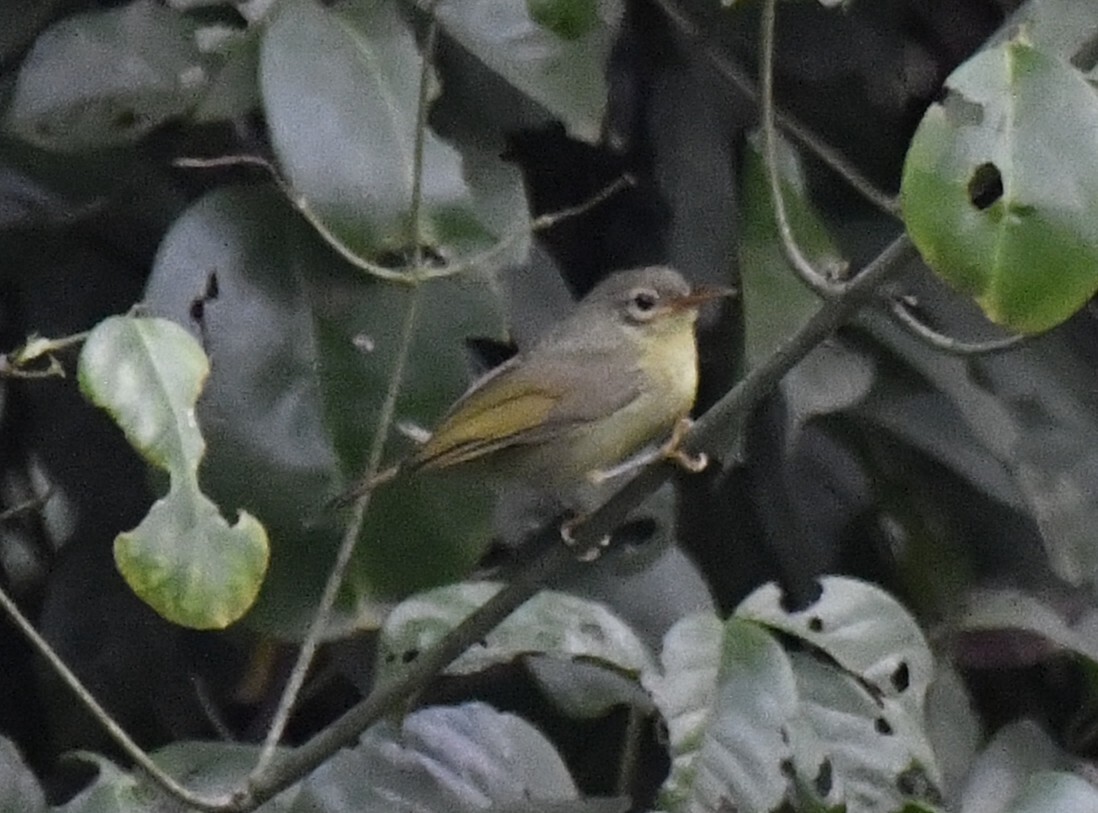 Fraser's Sunbird (Deleornis fraseri), photo 2