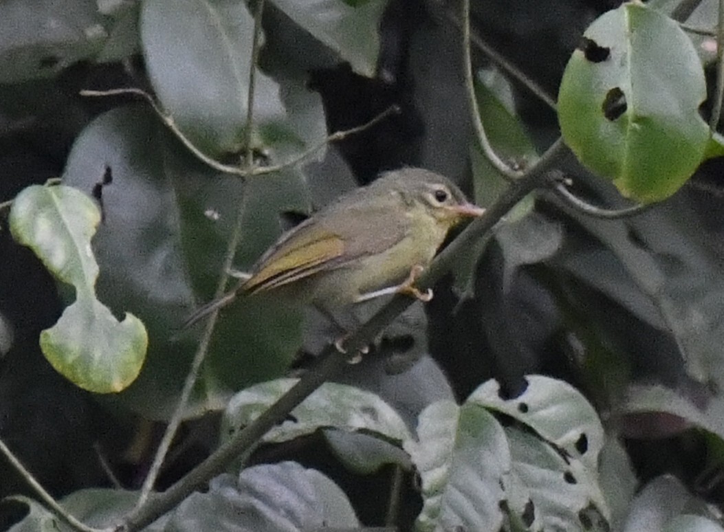 Fraser's Sunbird (Deleornis fraseri), photo 5