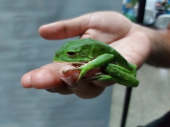 Phyllomedusa trinitatis