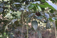 Picramnia antidesma, photograph (c) alejandrozab, some rights reserved (CC BY)