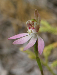 Caladenia minor