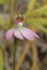Caladenia minor