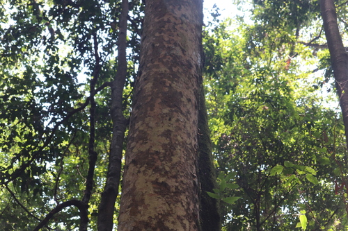 Matudaea trinervia (Matudaea trinervia)