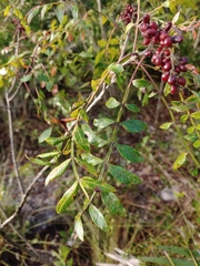 Rhus copallina image