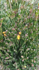 Hatiora salicornoides