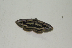 Spirama helicina