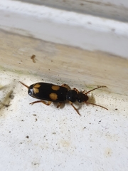 Macrocheilus bensoni