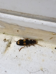 Macrocheilus bensoni