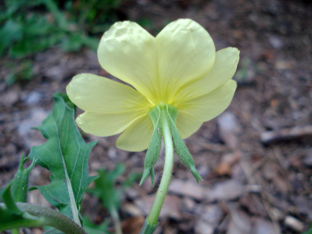 Cutleaf evening primrose (Oenothera laciniata)