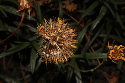 Chaetymenia peduncularis, photograph 1
