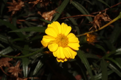 Chaetymenia peduncularis