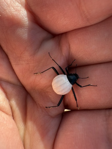 Stenocara eburnea