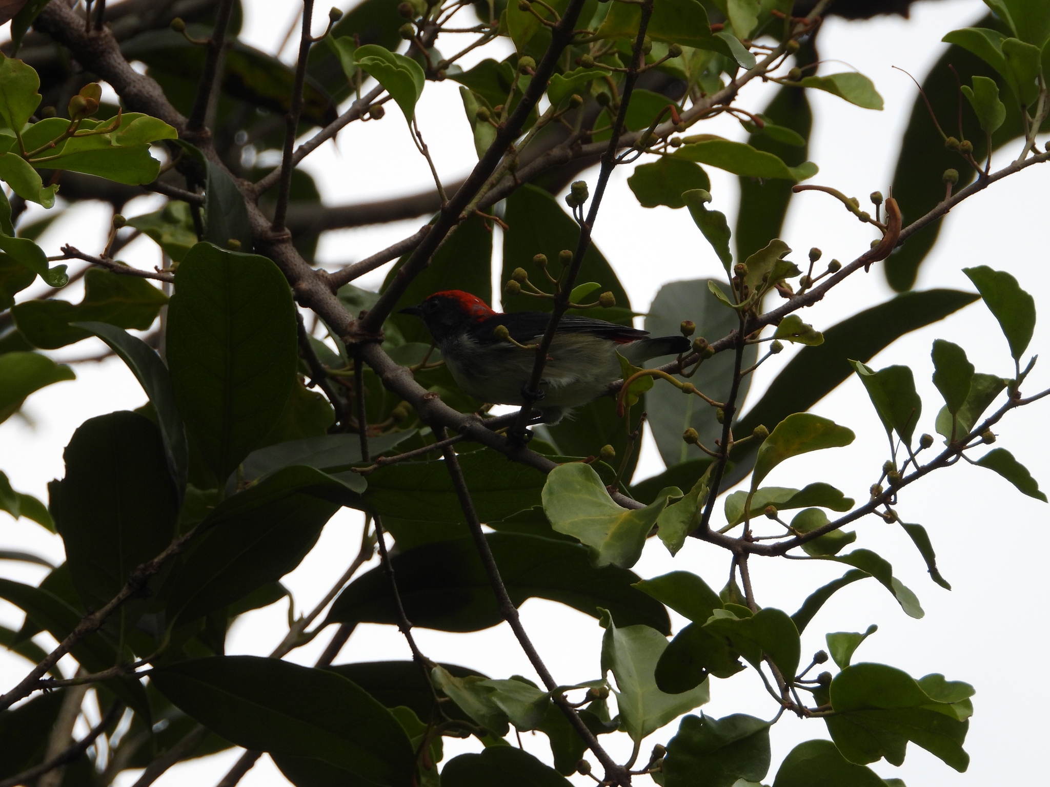 Scarlet-backed Flowerpecker