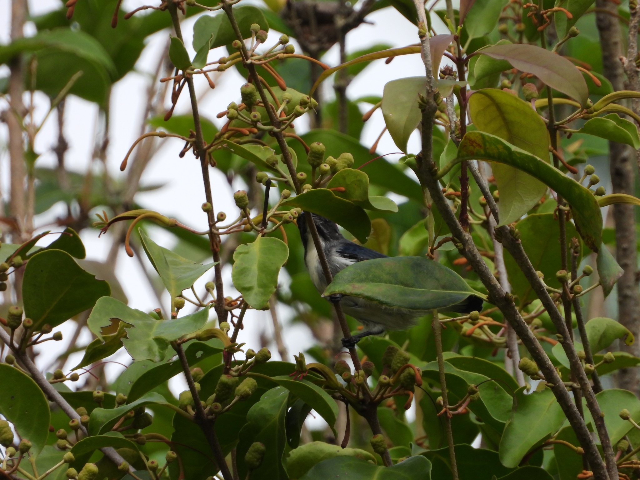 Scarlet-backed Flowerpecker