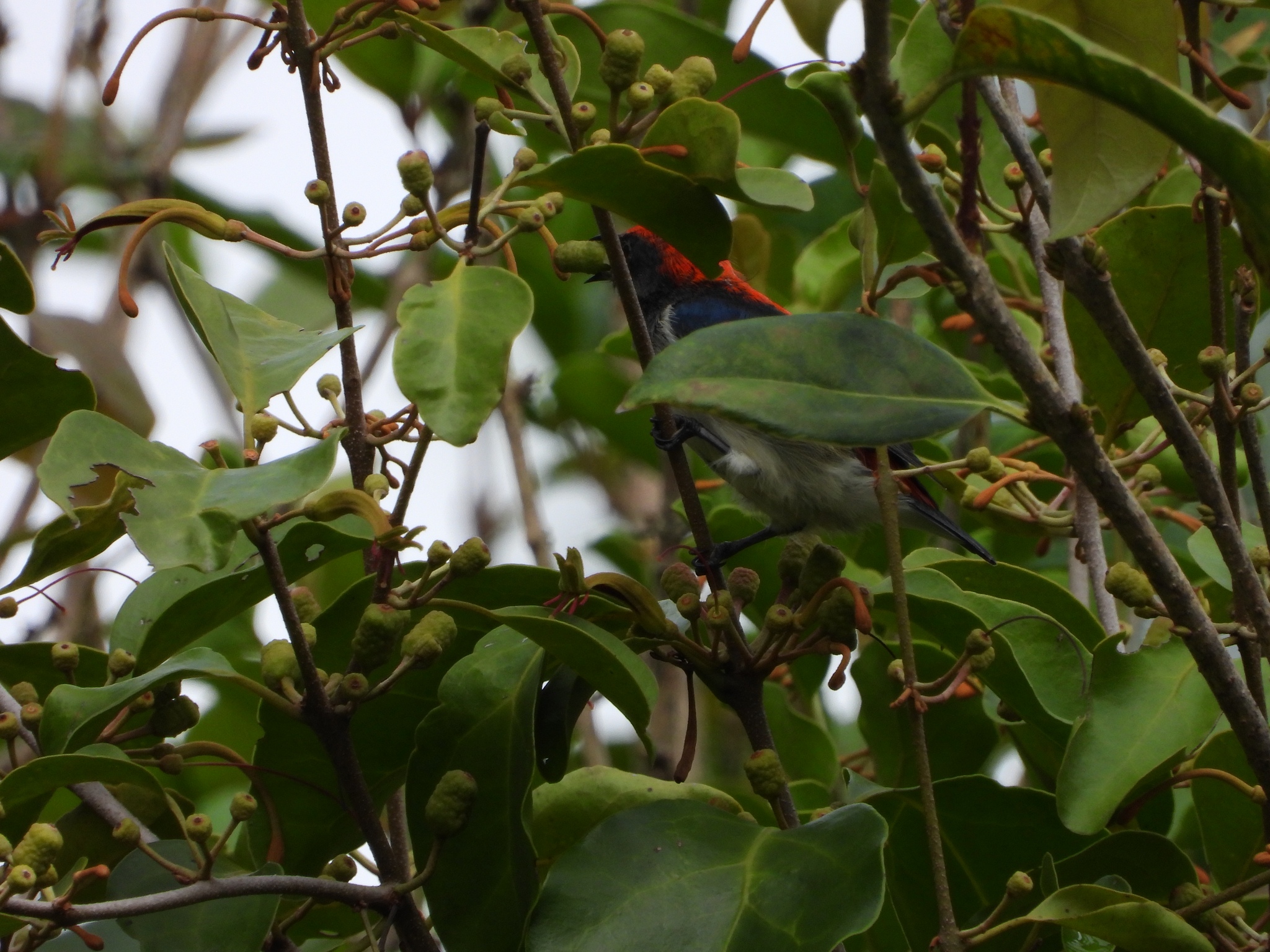 Scarlet-backed Flowerpecker
