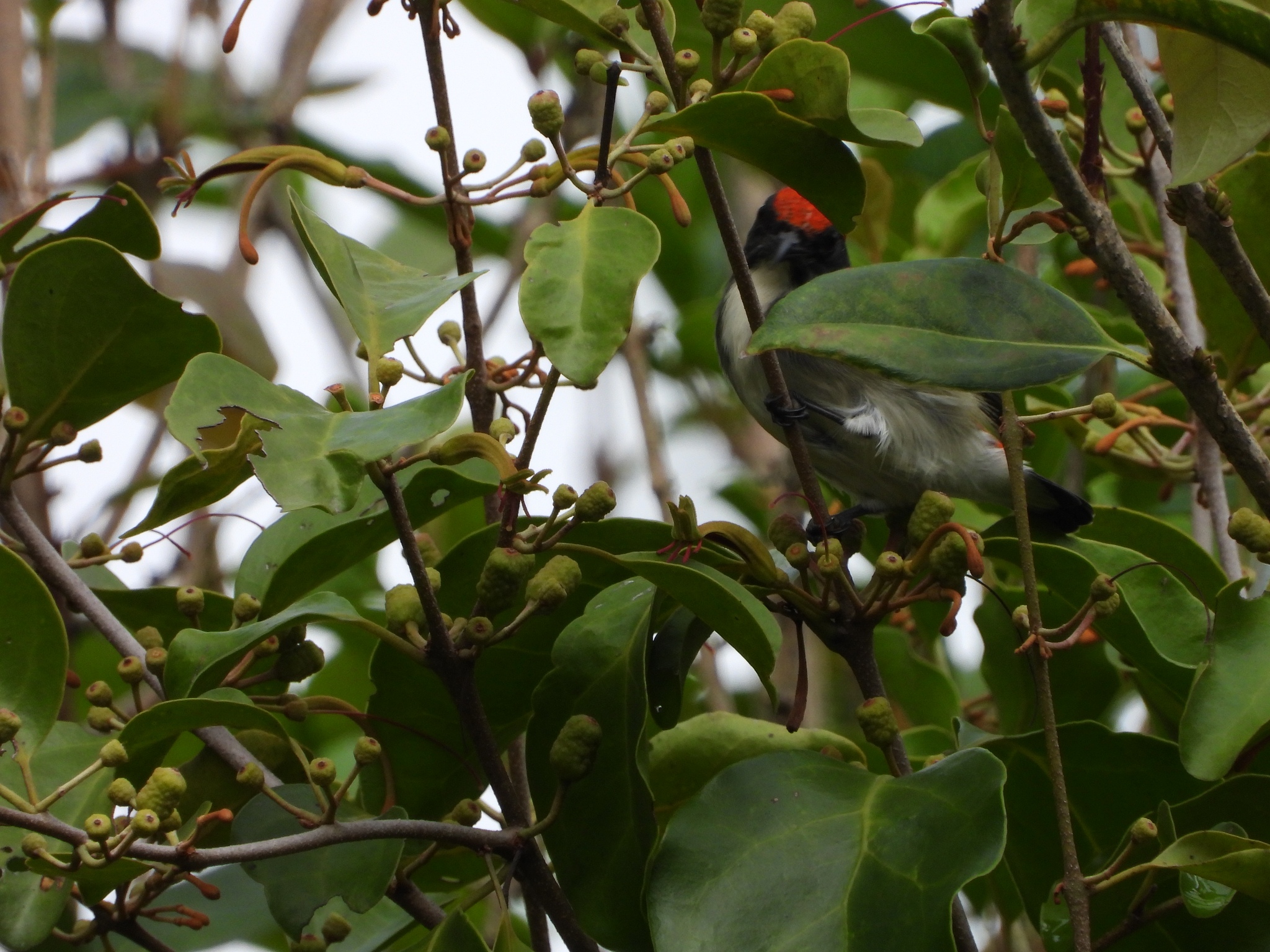 Scarlet-backed Flowerpecker