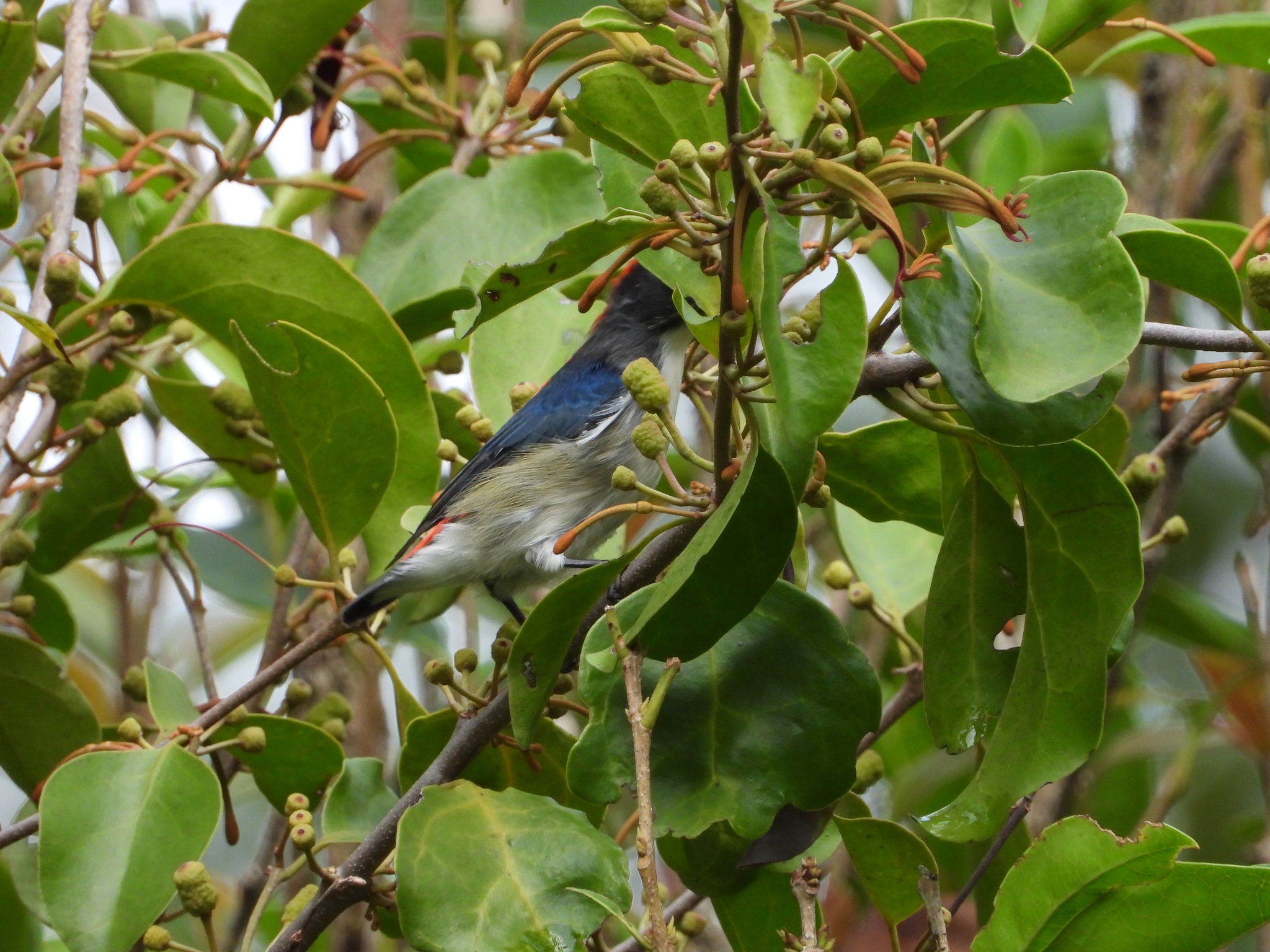 Scarlet-backed Flowerpecker