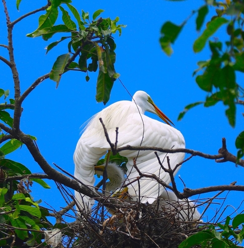 Great Egret